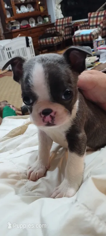 Mr. Ryder – Boston Terrier puppy for sale in Winlock, WA