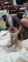 Mr. Ryder, a male Boston Terrier for sale in Winlock, WA – 1 of 4