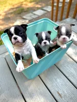 Malcolm, a male Boston Terrier for sale in Winlock, WA – 3 of 5