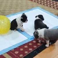 Aurora, a female Boston Terrier for sale in Winlock, WA – Photo 3 of 7