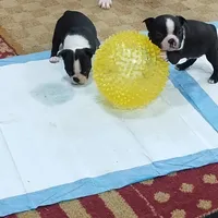 Aurora, a female Boston Terrier for sale in Winlock, WA – Photo 5 of 7