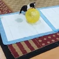 Aurora, a female Boston Terrier for sale in Winlock, WA – Photo 2 of 7