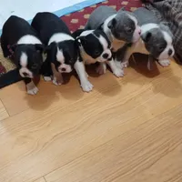 Aurora, a female Boston Terrier for sale in Winlock, WA – Photo 7 of 7