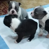 Aurora, a female Boston Terrier for sale in Winlock, WA – Photo 4 of 7