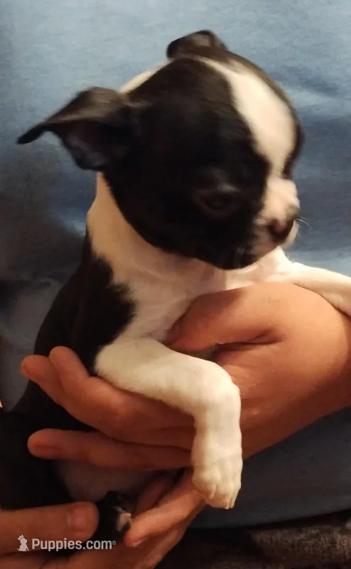 Aurora – Boston Terrier puppy for sale in Winlock, WA