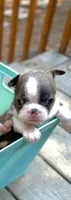 Broderick, a male Boston Terrier for sale in Winlock, WA – 1 of 4