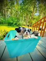 Malcolm, a male Boston Terrier for sale in Winlock, WA – 5 of 5