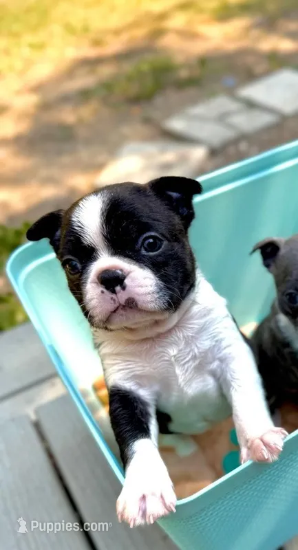 Malcolm – Boston Terrier puppy for sale in Winlock, WA