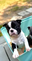 Malcolm, a male Boston Terrier for sale in Winlock, WA – 1 of 5