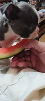 Mr. Ryder, a male Boston Terrier for sale in Winlock, WA – 4 of 4