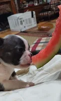 Mr. Ryder, a male Boston Terrier for sale in Winlock, WA – 2 of 4