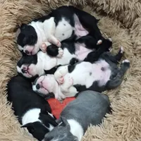 Velvet, a female Boston Terrier for sale in Winlock, WA – Photo 6 of 7