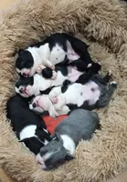 Velvet, a female Boston Terrier for sale in Winlock, WA – Photo 6 of 9