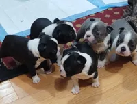 Velvet, a female Boston Terrier for sale in Winlock, WA – Photo 3 of 9