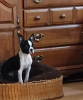 Velvet, a female Boston Terrier for sale in Winlock, WA – Photo 3 of 8