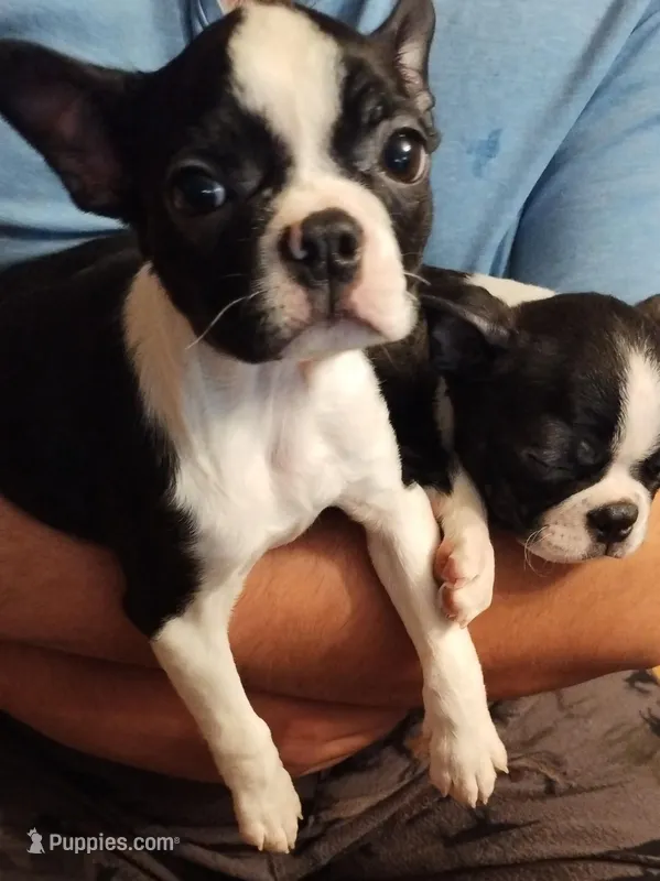 Velvet – Boston Terrier puppy for sale in Winlock, WA