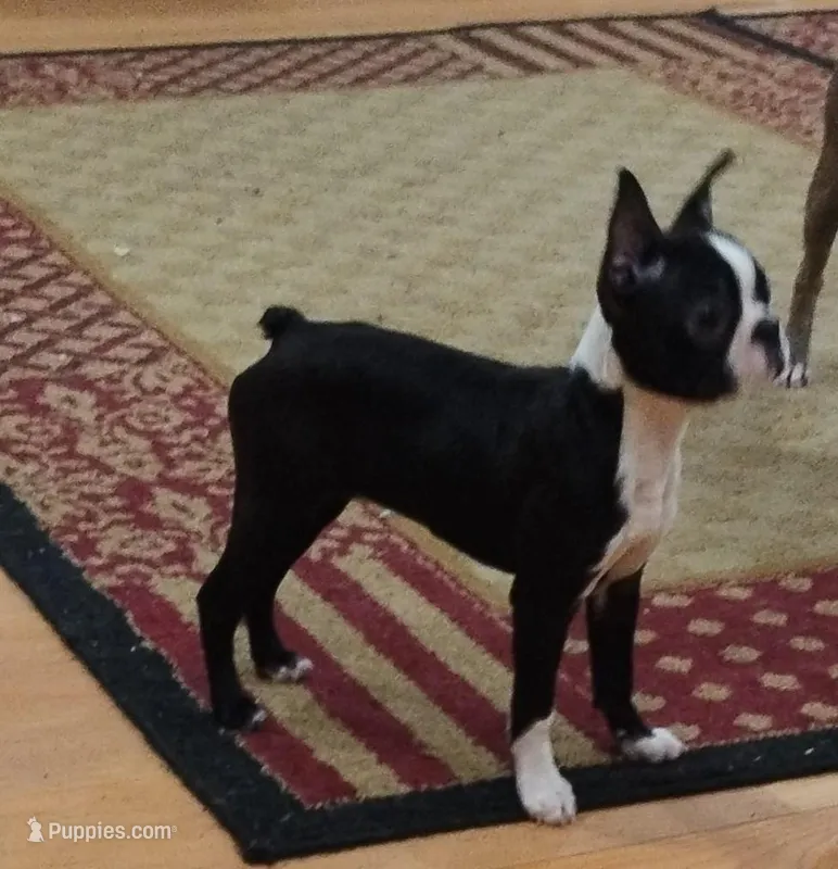Velvet – Boston Terrier puppy for sale in Winlock, WA