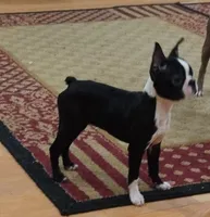 Velvet, a female Boston Terrier for sale in Winlock, WA – Photo 1 of 8