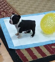Velvet, a female Boston Terrier for sale in Winlock, WA – Photo 1 of 9
