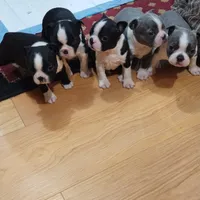 Velvet, a female Boston Terrier for sale in Winlock, WA – Photo 7 of 7