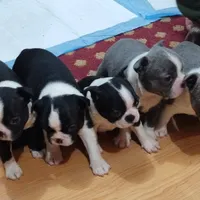 Velvet, a female Boston Terrier for sale in Winlock, WA – Photo 3 of 7