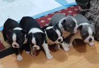 Velvet, a female Boston Terrier for sale in Winlock, WA – Photo 4 of 9