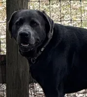 AKC Smokey , a male Labrador Retriever for sale in Fort Meade, FL – Photo 2 of 2