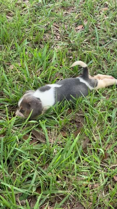 AKC Blue Tri Male, a male Beagle for sale in Fort Meade, FL – 5 of 5