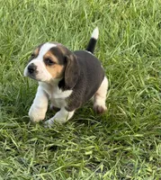 AKC Tri Male 1, a male Beagle for sale in Fort Meade, FL – 2 of 5