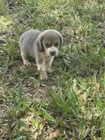 AKC, a female Beagle for sale in Fort Meade, FL – 2 of 4