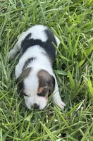 AKC Tri M 2, a male Beagle for sale in Fort Meade, FL – 3 of 5