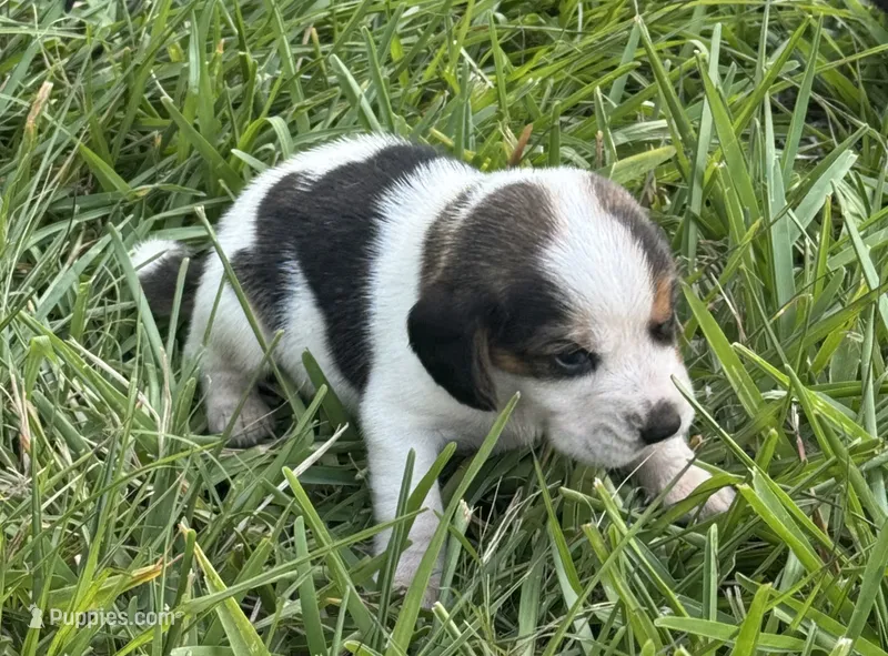 AKC Tri M 2 – Beagle puppy for sale in Fort Meade, FL
