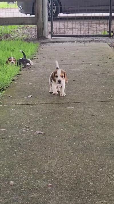 AKC Rri Male, a male Beagle for sale in Fort Meade, FL – 6 of 8