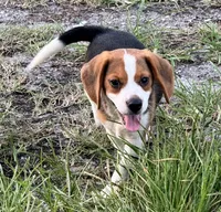 AKC Male, a male Beagle for sale in Fort Meade, FL – 5 of 5
