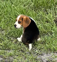 AKC Male Tri, a male Beagle for sale in Fort Meade, FL – 5 of 7