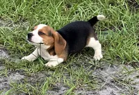 AKC Male Tri, a male Beagle for sale in Fort Meade, FL – 3 of 7