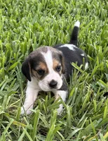 AKC Tri M 1, a male Beagle for sale in Fort Meade, FL – 5 of 7