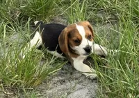 AKC Male Tri, a male Beagle for sale in Fort Meade, FL – 4 of 7