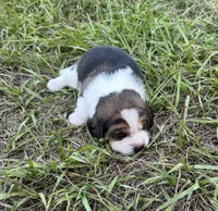 AKC Tri M 3, a male Beagle for sale in Fort Meade, FL – 4 of 4
