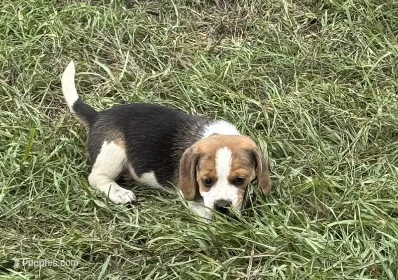 AKC Tri Male 1 – Beagle puppy for sale in Fort Meade, FL
