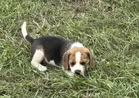 AKC Tri Male 1, a male Beagle for sale in Fort Meade, FL – 1 of 1