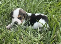 AKC Tri M 2, a male Beagle for sale in Fort Meade, FL – 4 of 5