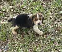 AKC Tri Male, a male Beagle for sale in Fort Meade, FL – 3 of 5
