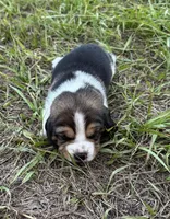 AKC Tri M 1, a male Beagle for sale in Fort Meade, FL – 3 of 3