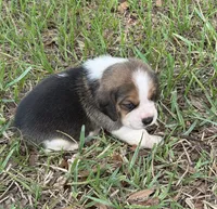AKC Tri M 2, a male Beagle for sale in Fort Meade, FL – 2 of 4