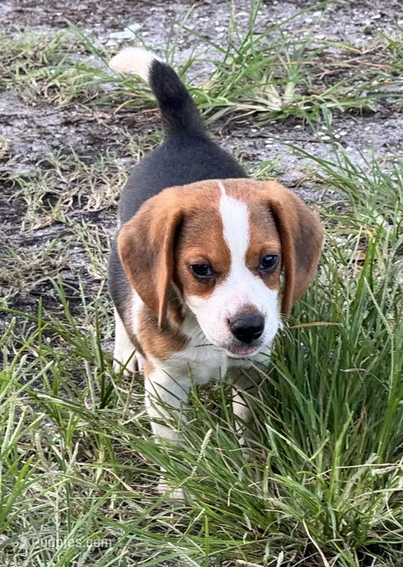 AKC Male – Beagle puppy for sale in Fort Meade, FL