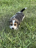 AKC Tri Male 1, a male Beagle for sale in Fort Meade, FL – 5 of 5