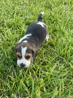 AKC Tri Male 1, a male Beagle for sale in Fort Meade, FL – 4 of 5