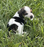 AKC Tri M 2, a male Beagle for sale in Fort Meade, FL – 2 of 5