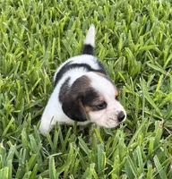 AKC Tri M 2, a male Beagle for sale in Fort Meade, FL – 3 of 6